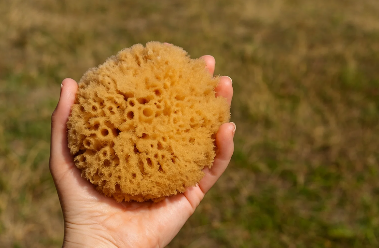 Natural Sponge for Regular Home Cleaning